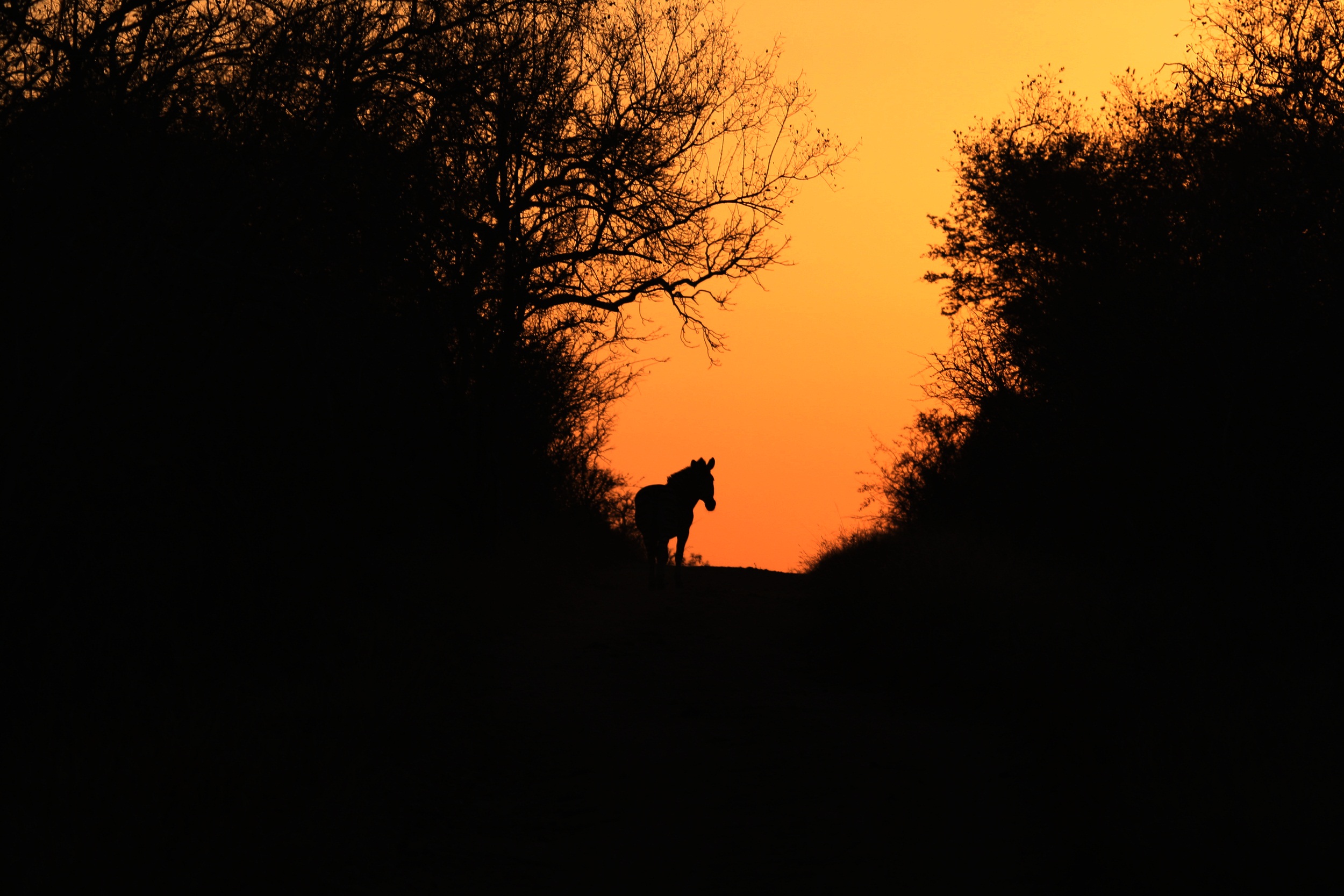South African Sojourn